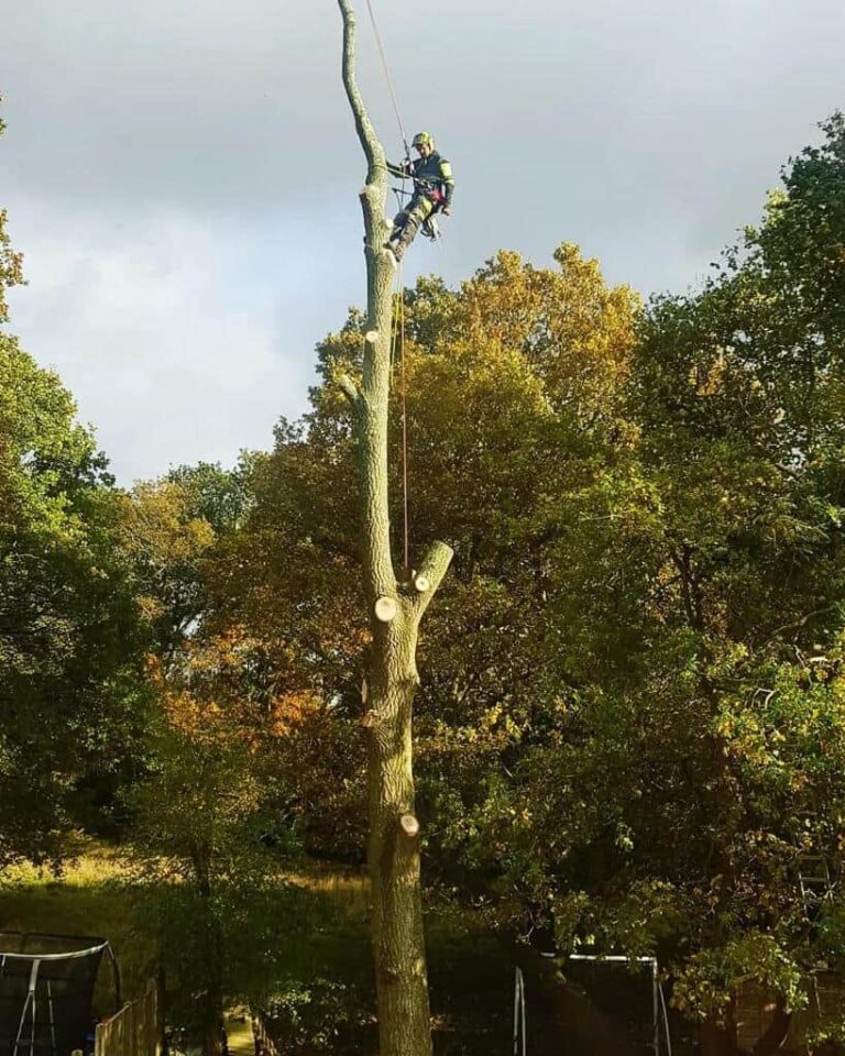NS Tree Surgery Knaphill - Tree Surgeon in Knaphill
